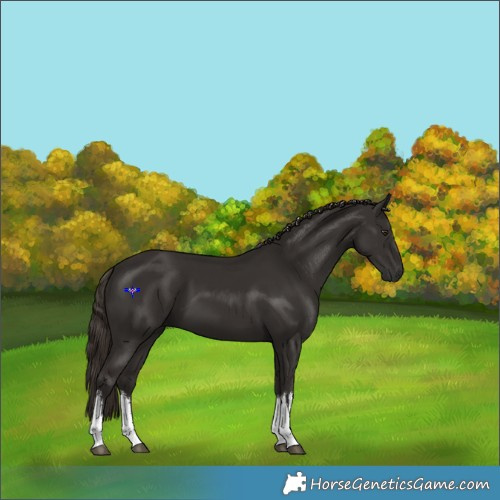 Horse Color:White Spotted Liver Chestnut 