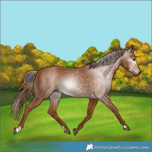 Horse Color:Gray Chestnut
