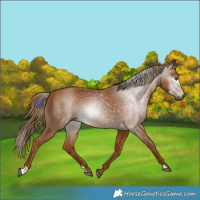 Horse Color:Gray Chestnut