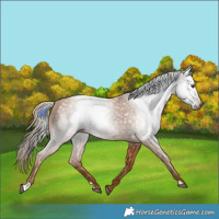 Horse Color:Gray Chestnut 