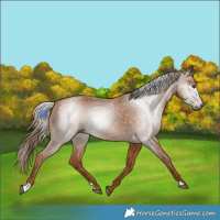 Horse Color:Gray Chestnut 