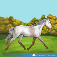 Horse Color:Gray Chestnut 