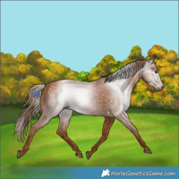 Horse Color:Gray Chestnut 