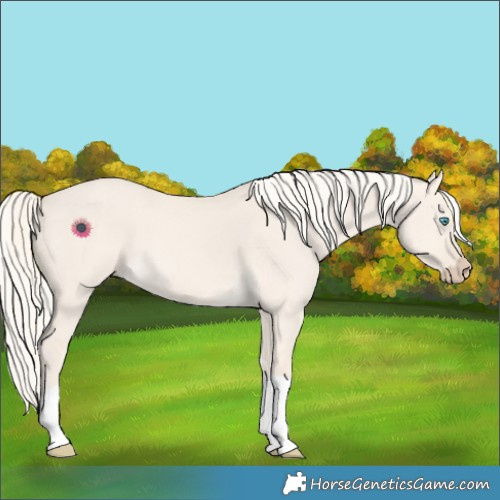 Horse Color:Cremello Dun Tobiano 