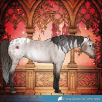 Horse Color:Gray Bay Roan Appaloosa