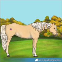 Horse Color:Palomino