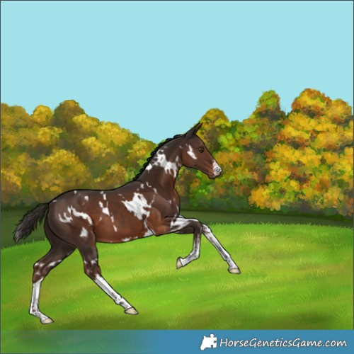 Horse Color:White Spotted Liver Chestnut 