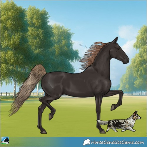 Horse Color:Liver Chestnut 