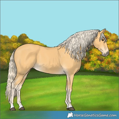 Horse Color:Palomino 