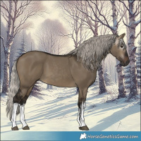 Horse Color:Gray White Spotted Silver Brown Dun 