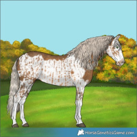 Horse Color:Chocolate Palomino Splash and Chocolate Palomino Splash Frame