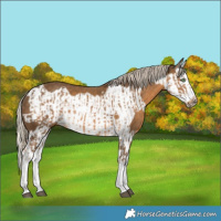 Horse Color:Chocolate Palomino Splash and Chocolate Palomino Splash Frame