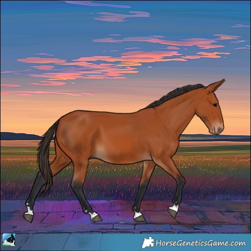Horse Color:Bay 