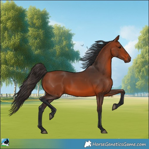 Horse Color:Bay 