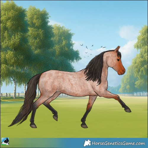 Horse Color:Bay Roan 