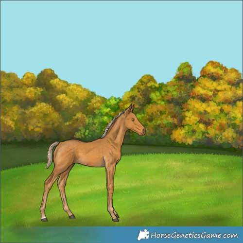 Horse Color:Palomino 
