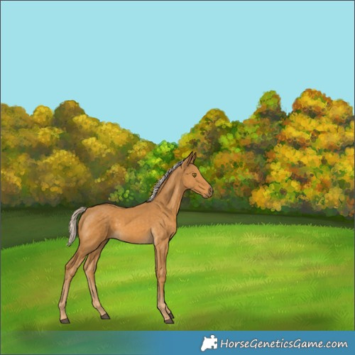 Horse Color:Palomino 