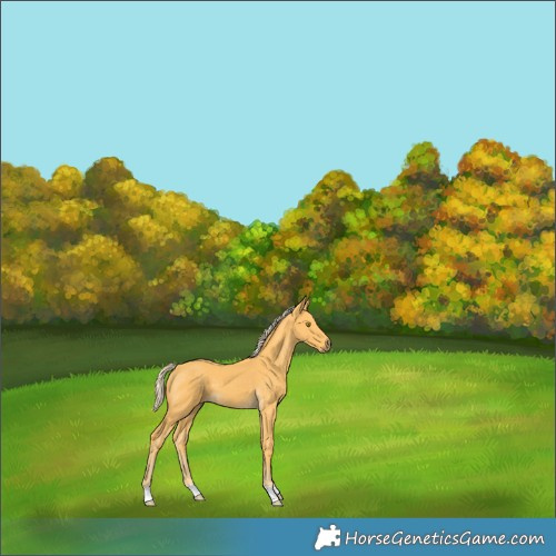 Horse Color:Palomino 