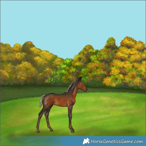 Horse Color:Gray Chocolate Palomino 