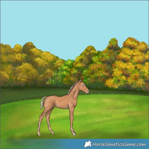 Horse Color:Gray Cremello 