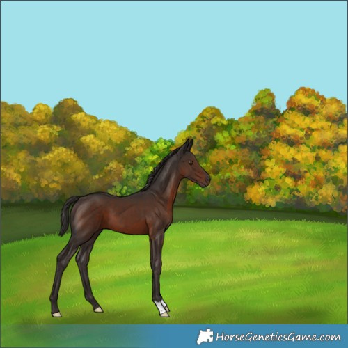 Horse Color:Liver Chestnut 