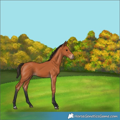 Horse Color:Bay 