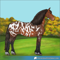 Horse Color:Bay Appaloosa