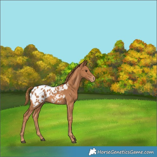 Horse Color:Chestnut Appaloosa