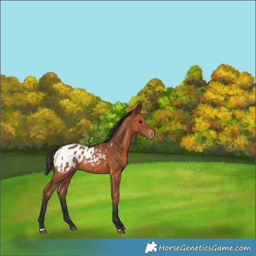 Horse Color:Bay Appaloosa