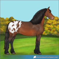 Horse Color:Bay Appaloosa