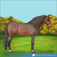 Horse Color:Bay Appaloosa 