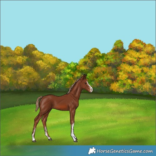 Horse Color:White Spotted Chestnut 