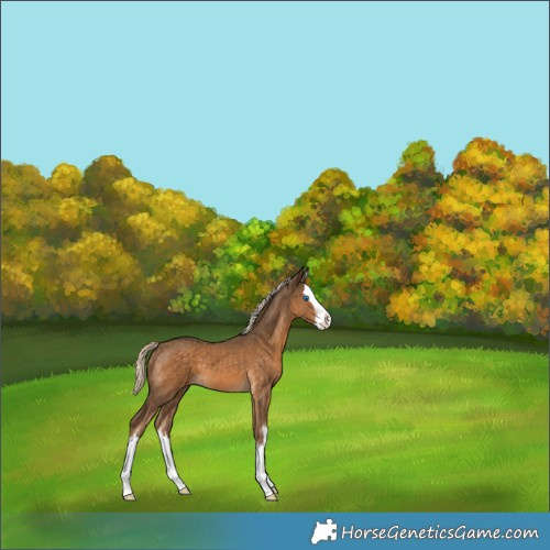 Horse Color:White Spotted Chocolate Palomino Splash 