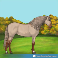 Horse Color:Red Dun 