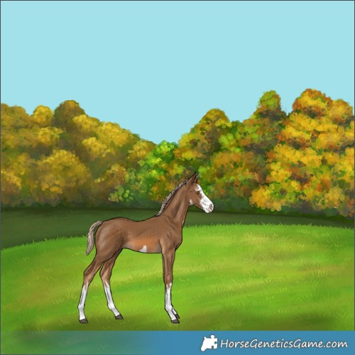 Horse Color:White Spotted Chocolate Palomino 