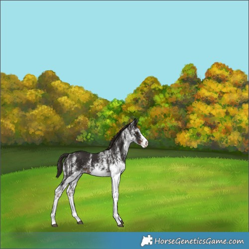 Horse Color:White Spotted Liver Chestnut 