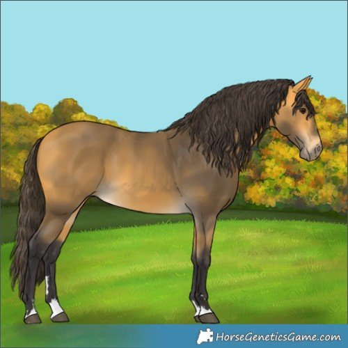 Horse Color:Buckskin 