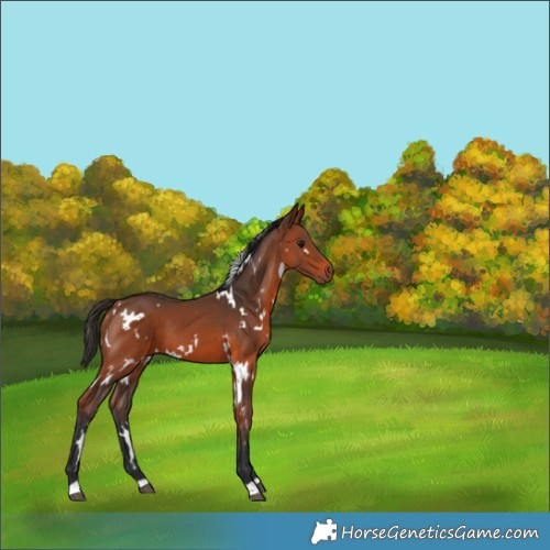 Horse Color:White Spotted Bay 