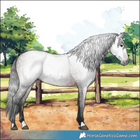 Horse Color:Gray Bay 