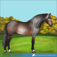 Horse Color:Gray Bay 