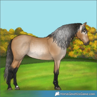 Horse Color:Gray Buckskin 