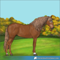 Horse Color:Gray Chestnut