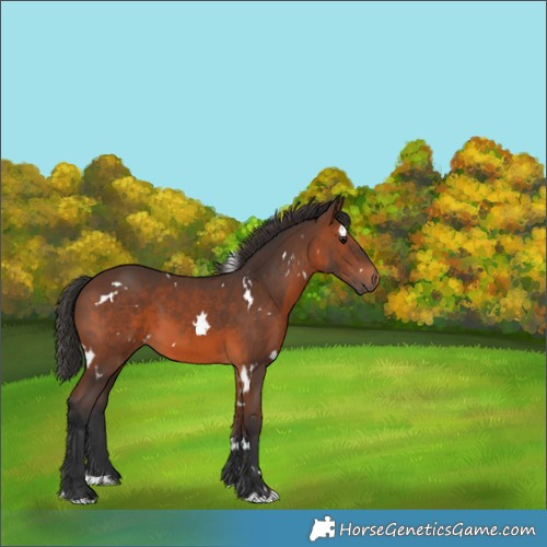 Horse Color:White Spotted Brown 