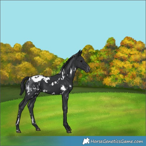 Horse Color:White Spotted Black Appaloosa