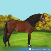 Horse Color:Gray Bay 