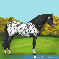 Horse Color:Black Appaloosa