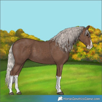 Horse Color:Silver Black Splash