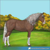 Horse Color:Silver Black Splash