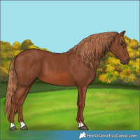 Horse Color:Chestnut 