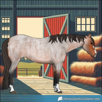 Horse Color:Bay Roan 